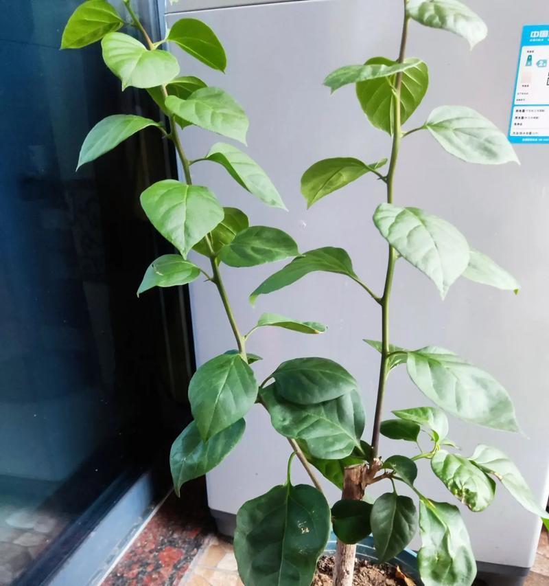 三角梅微小盆景养护技巧有哪些？