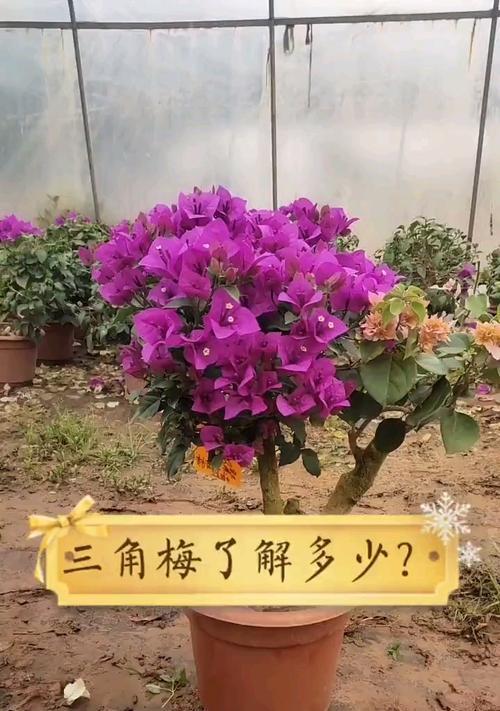 三角梅微小盆景养护技巧有哪些？