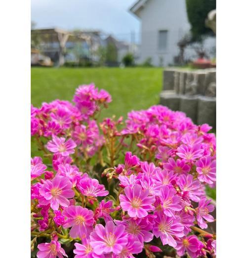粉色低矮月季的养护方法是什么？如何保持其花色鲜艳？