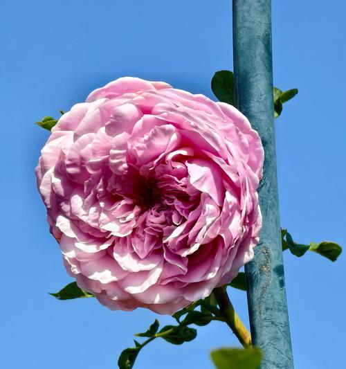 粉色低矮月季的养护方法是什么？如何保持其花色鲜艳？