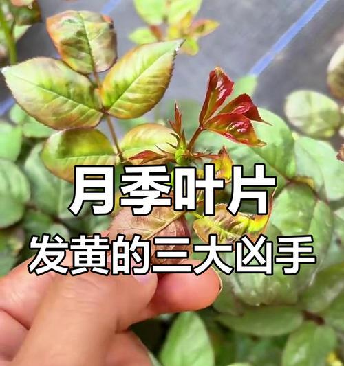 月季苗叶子发黄的原因及解决方法？