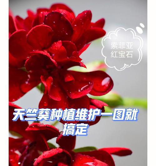 天竺葵黑魔法的养殖技巧有哪些？