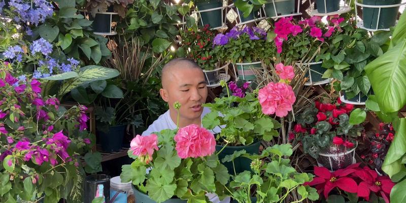 天竺葵黑魔法的养殖技巧有哪些？