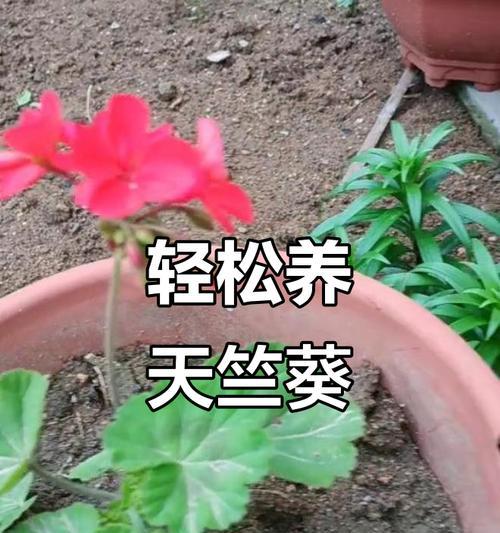 天竺葵上盆技巧是什么？上盆后如何管理？