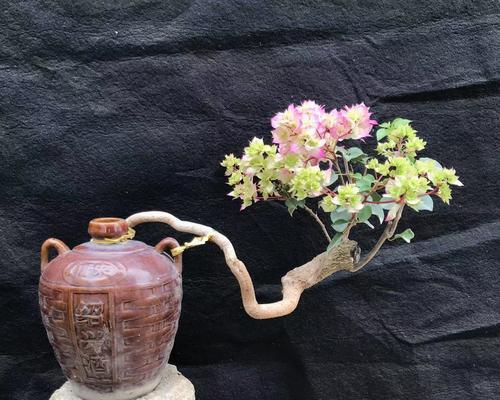 如何种植提根三角梅使其盆栽更美观？