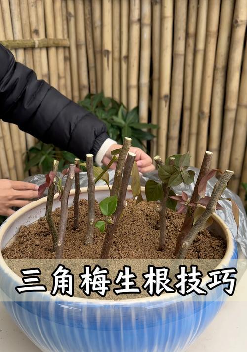 如何种植提根三角梅使其盆栽更美观？