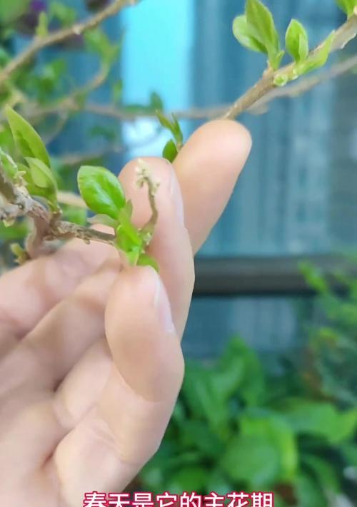 三角梅出现黑苞黑芽？如何有效解决？