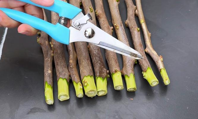 三角梅出现黑苞黑芽？如何有效解决？
