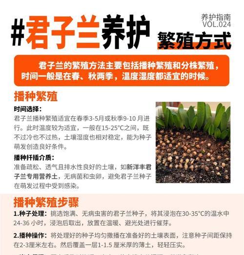 君子兰土木炭的作用是什么？如何正确使用？