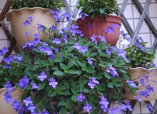 阳台适合种植哪些花卉？养护要点是什么？