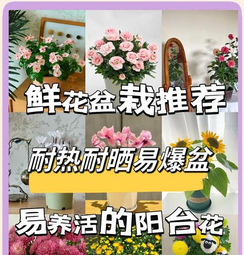 阳台适合种植哪些花卉？养护要点是什么？