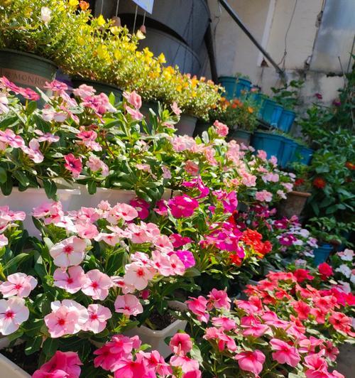 阳台适合种植哪些花卉？养护要点是什么？