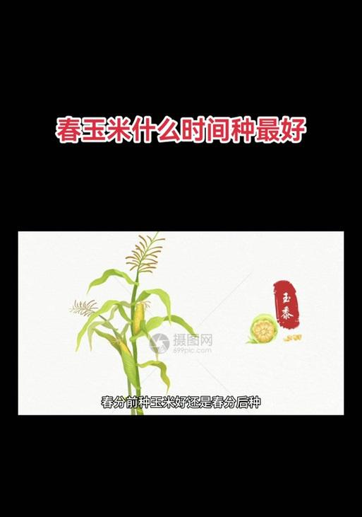 春玉米播种和采收的最佳时间是什么时候？