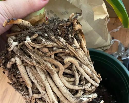 如何在家自制君子兰土壤？配土比例和方法是什么？