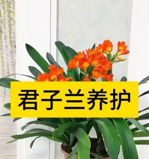 如何在家自制君子兰土壤？配土比例和方法是什么？
