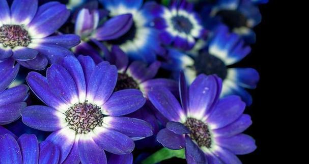 兰色的花寓意什么含义？蓝色花朵在花卉语言中的特殊意义是什么？