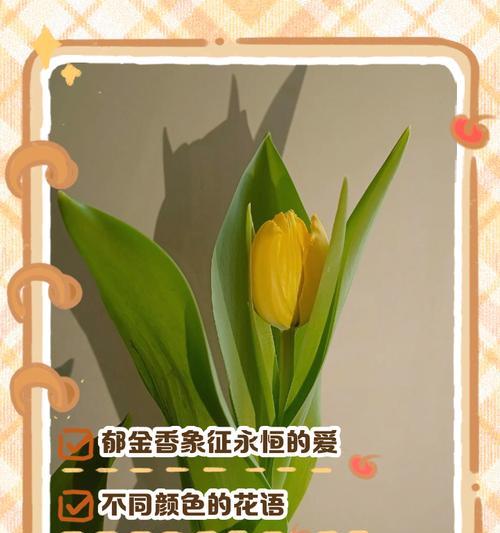 郁金香花语的解释有哪些？代表了什么含义？