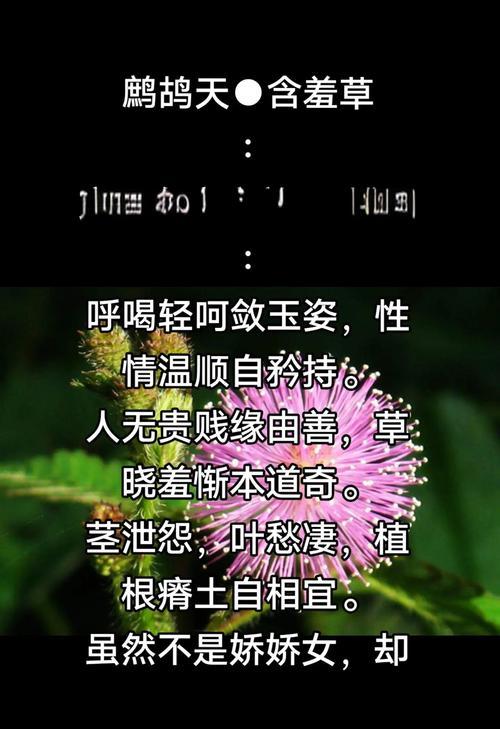 含羞草花语含义与象征意义
