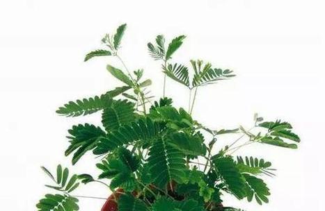含羞草花语含义与象征意义