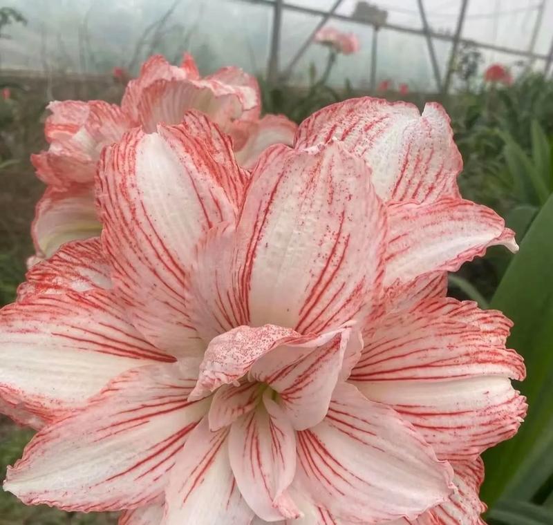 鬼真花象征着什么？鬼真花的寓意有哪些？