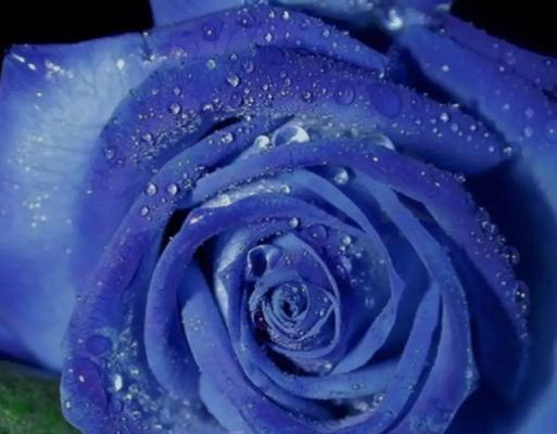 蓝色蔷薇花语是什么？蓝色蔷薇代表什么？