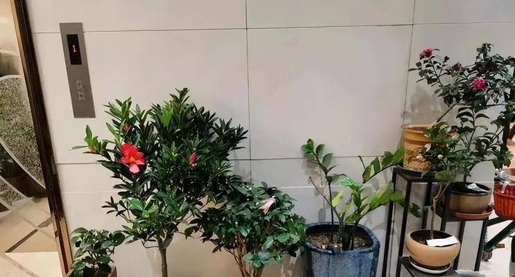 在楼道摆放花有何特殊含义？