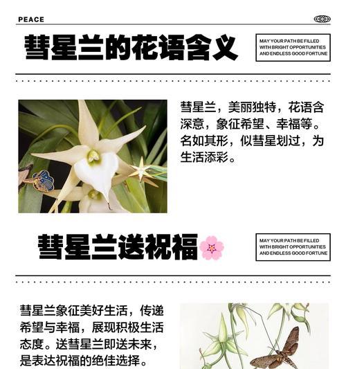 碎兰象征着什么？碎兰的花语和文化含义是什么？
