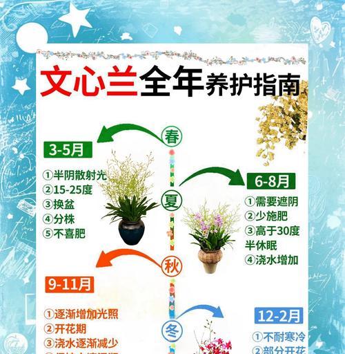 碎兰象征着什么？碎兰的花语和文化含义是什么？