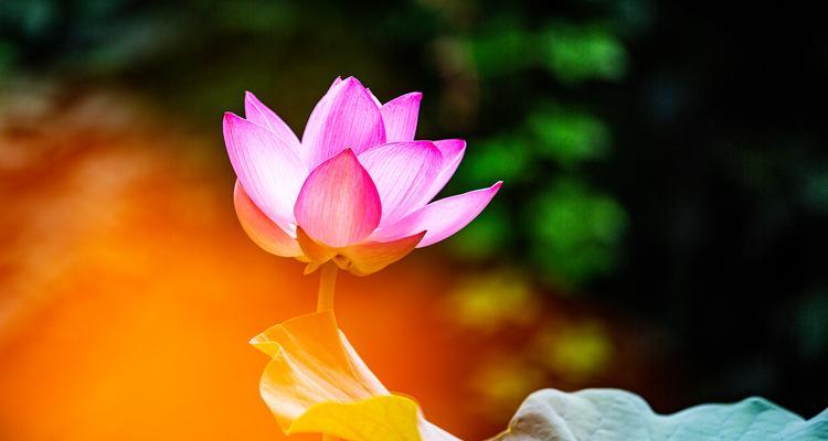 观花者是什么意思？这个词汇背后有何含义？