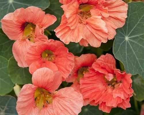 勇敢象征的花有哪些？哪些花卉象征勇气和无畏？