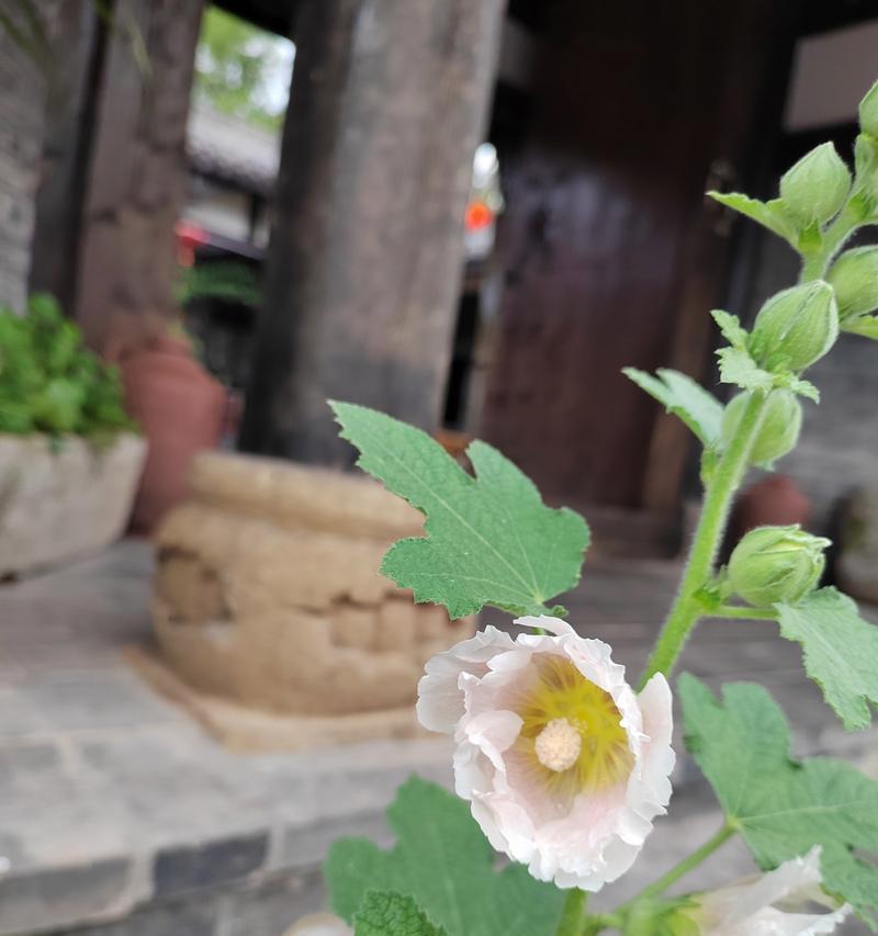 勇敢象征的花有哪些？哪些花卉象征勇气和无畏？