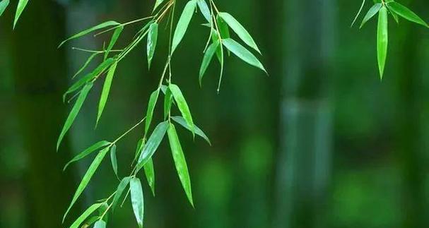 务实之花代表了哪些特质？