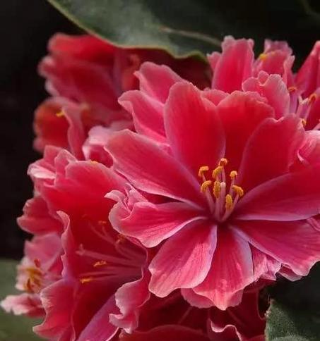 露薇花花语有哪些特点？露薇花在园艺中的应用是什么？