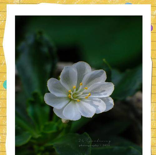 露薇花花语有哪些特点？露薇花在园艺中的应用是什么？