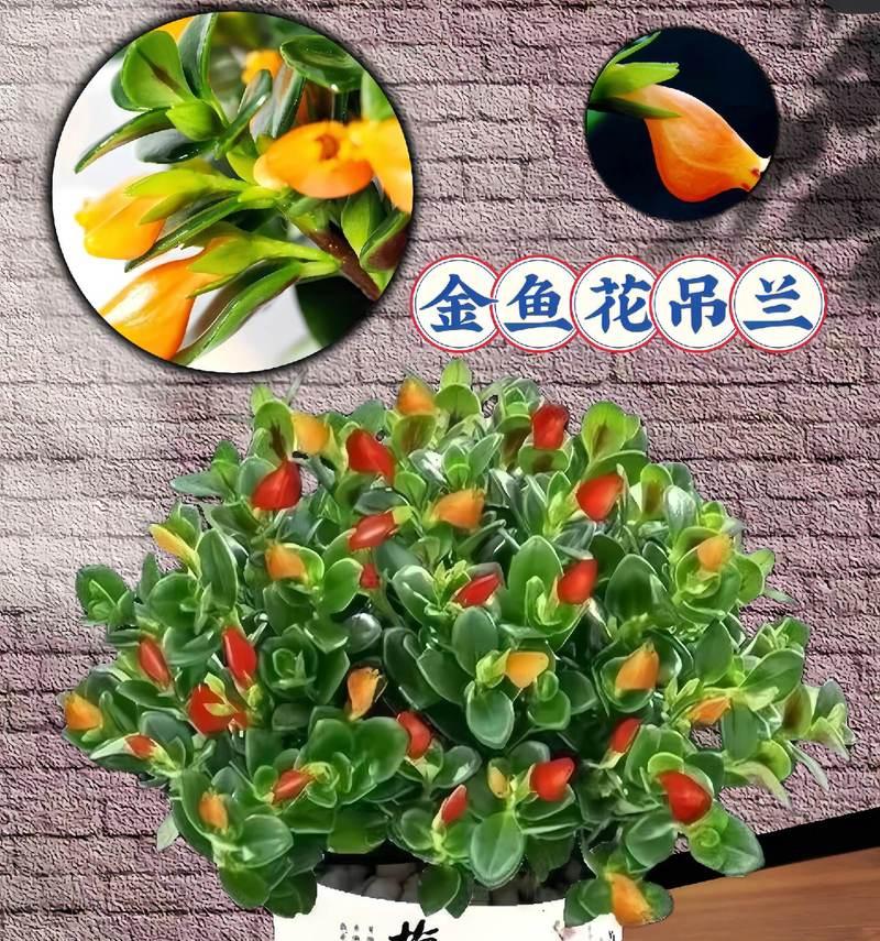寓意好的花卉有哪些？如何挑选寓意好的花卉？