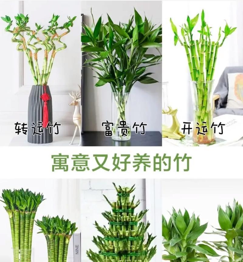 富贵竹象征的花有哪些？它们各自代表什么意义？