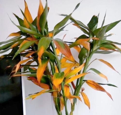 富贵竹象征的花有哪些？它们各自代表什么意义？