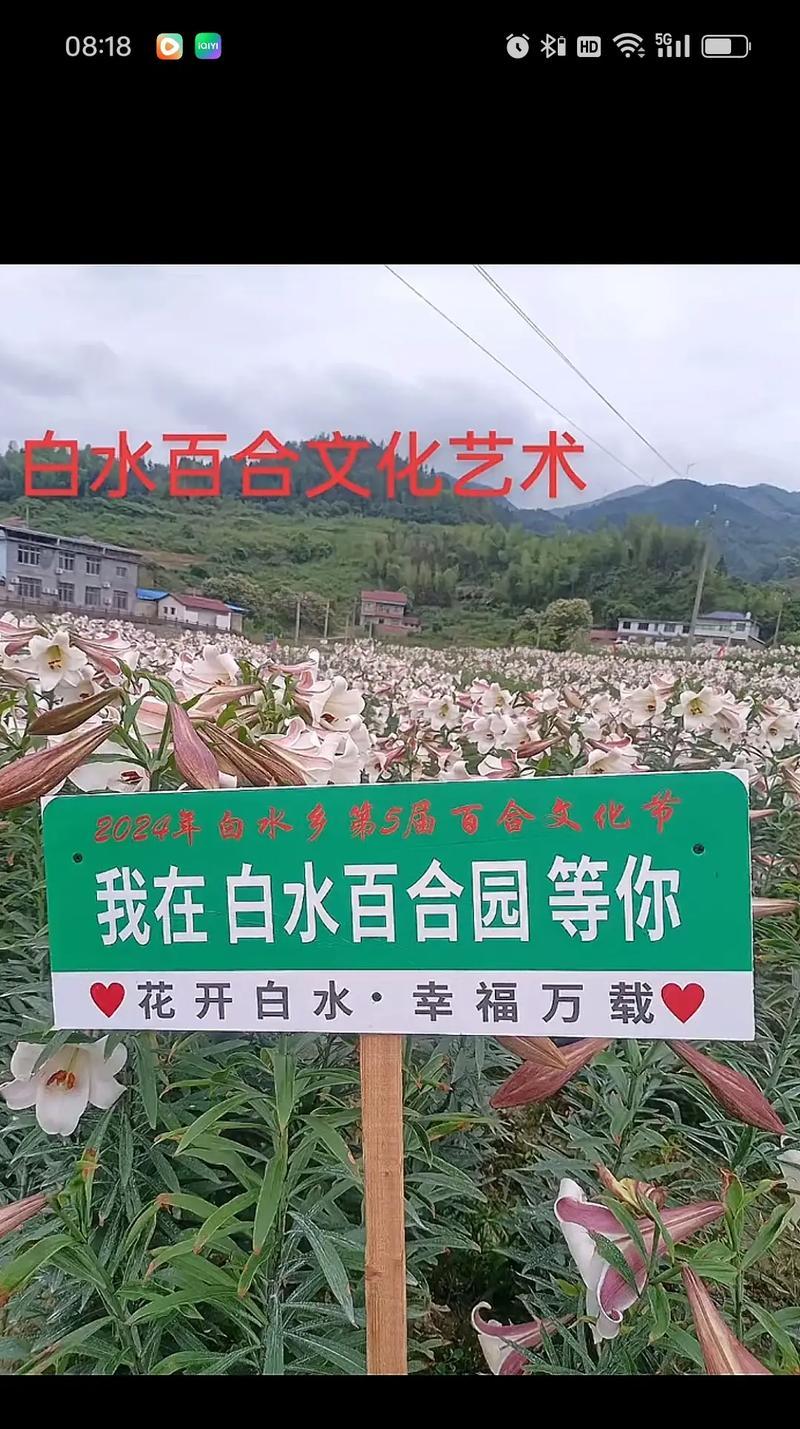 百合花花语是什么？如何表达爱意？