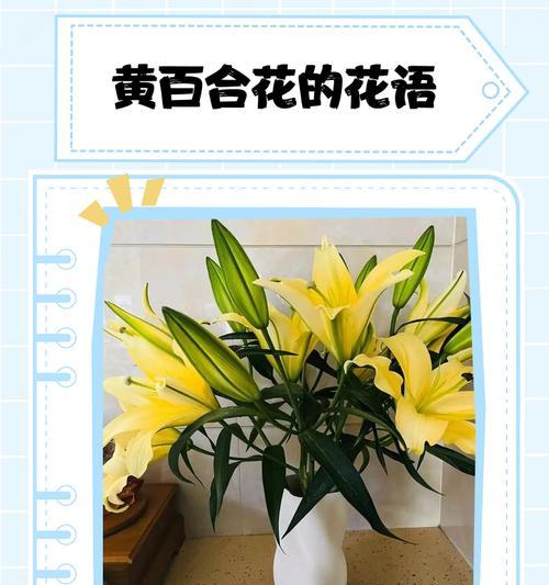 百合花花语是什么？如何表达爱意？
