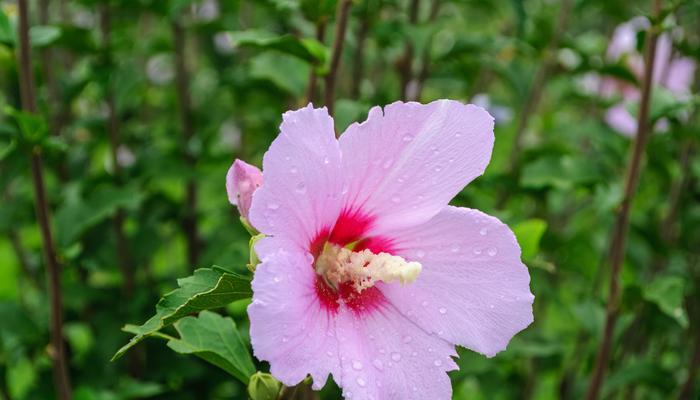 木槿花的含义有哪些？木槿花象征着什么？