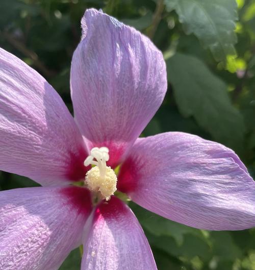 木槿花的含义有哪些？木槿花象征着什么？