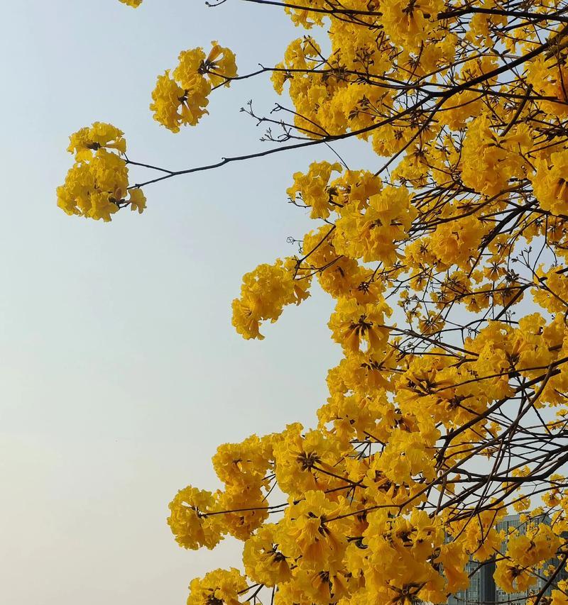 春天的风铃花寓意什么？风铃花在春天的意义是什么？
