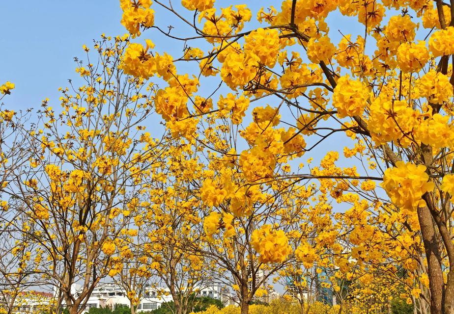 春天的风铃花寓意什么？风铃花在春天的意义是什么？