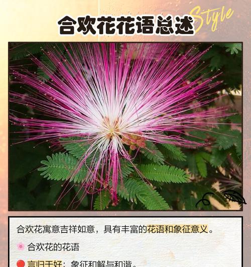 白合欢花有哪些美好寓意？白合欢花象征着什么？
