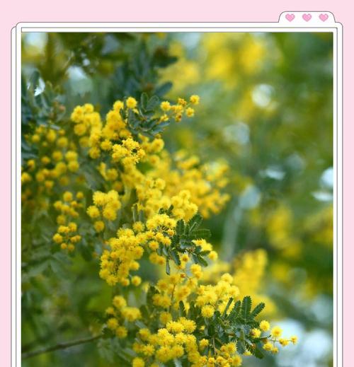 白合欢花有哪些美好寓意？白合欢花象征着什么？