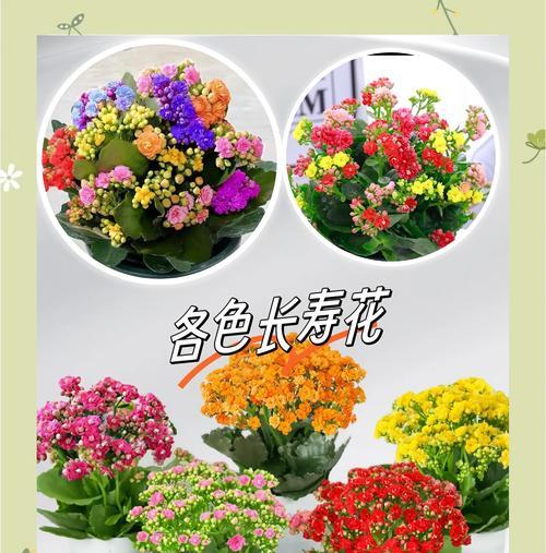 长寿花有哪些？长寿花的花语是什么？