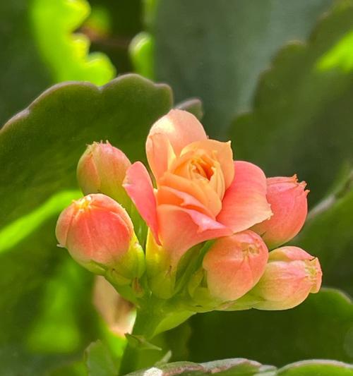 长寿花有哪些？长寿花的花语是什么？