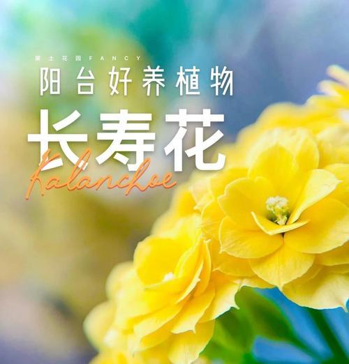 长寿花有哪些？长寿花的花语是什么？
