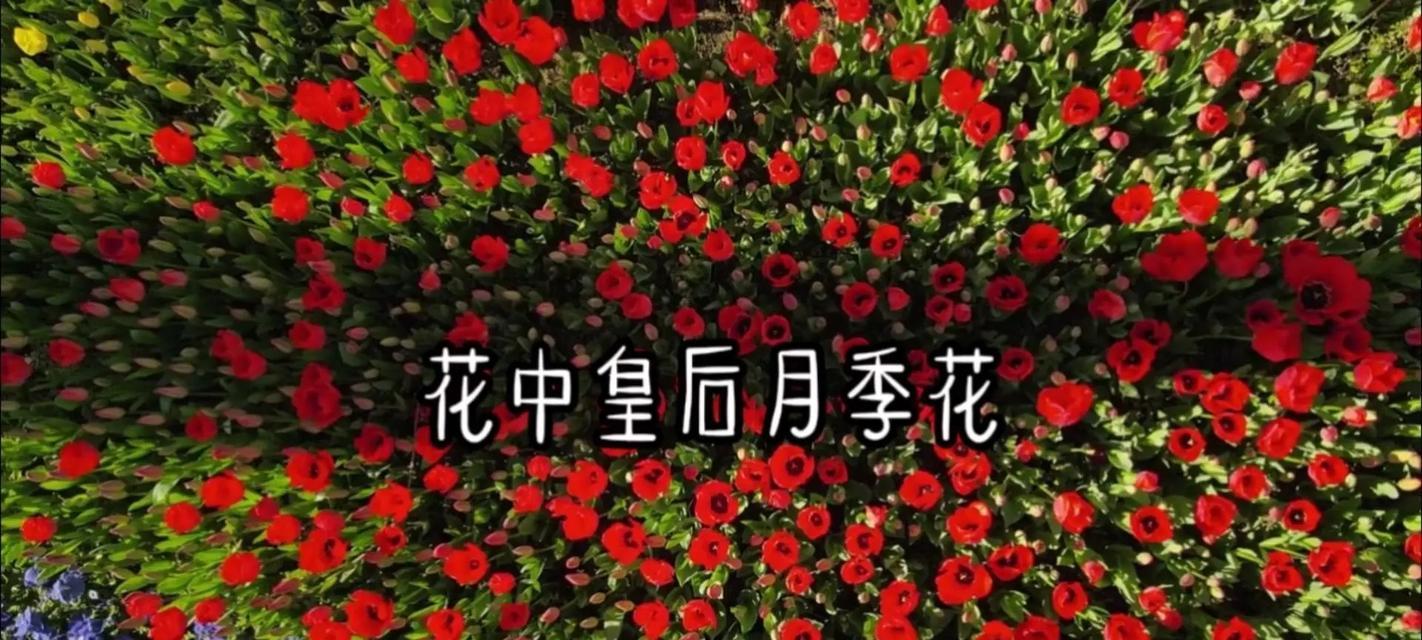 庆祝场合适用花卉有哪些？它们的花语代表什么？