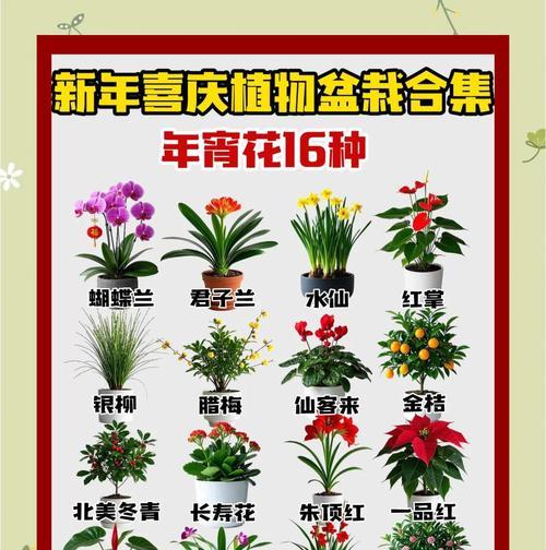 庆祝场合适用花卉有哪些？它们的花语代表什么？